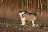 ALASKAN MALAMUTE 620